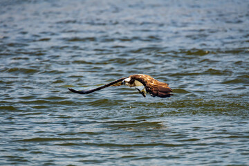 遠賀川河口堰の魚を捕食するミサゴ