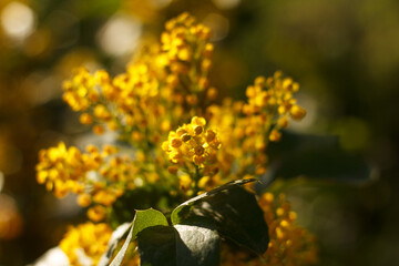 Mahonia repens yellow beautiful honey tree blooms in the garden