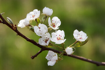 Beauty flowering fruit tree pear in spring in the garden
