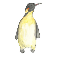 Penguin watercolor illustration on white background isolated