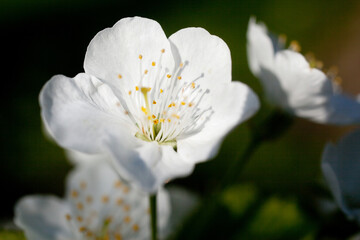 cherry tree flower in sun rays close-up macro