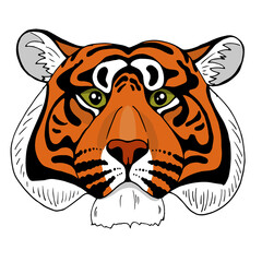 tiger head on white background