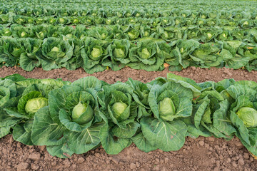 early ripening juicy cabbage planted in rows on a farm field