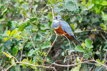 The ringed kingfisher (Megaceryle torquata)