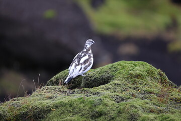 A rock ptarmigan (Lagopus muta) in white winter plumage,  Iceland