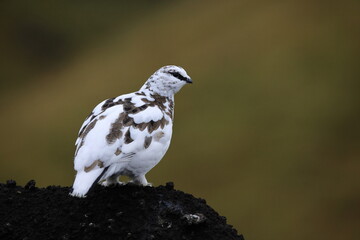 A rock ptarmigan (Lagopus muta) in white winter plumage,  Iceland