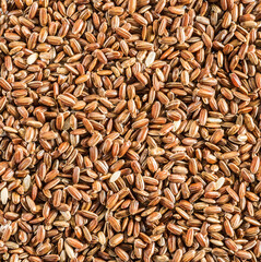 Brown rice - whole grain rice with outer hull or husk. Close-up.