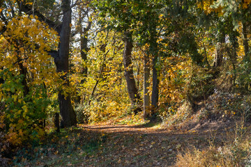 View along a footpath in an autumn-colored forest in Rheinhessen / Germany 