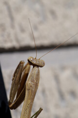 晩秋のカマキリ　11月