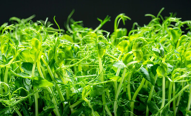 Sprouted seeds of pea isolated on black background. Microgreens as a health benefit.