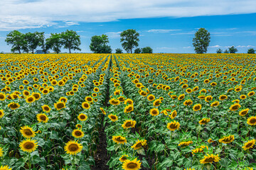 Panoramic view of sunflower field and blue sky at the background.  Sunflower heads on the foreground close up.
