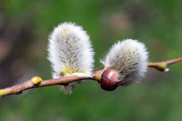 Willow branch with soft fluffy silver catkins close-up. Spring symbol.