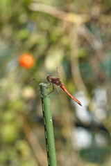 晩秋の赤とんぼ　11月