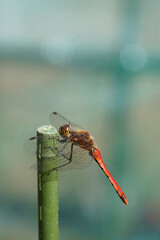 晩秋の赤とんぼ　11月