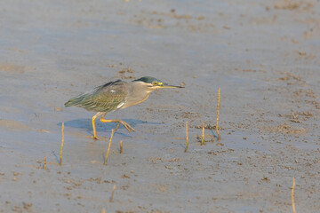 Striated heron (Butorides striata) also known as mangrove heron, little heron or green-backed heron at Sundarbans NP, West Bengal, India