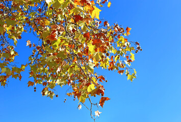 autumn scene - tree with red autumn leaves and blue sky background
