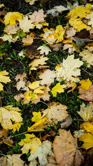 autumn leaves on water