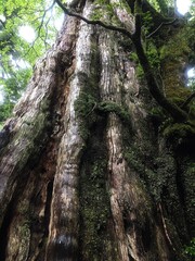 屋久杉