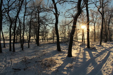 The sun shines through the trees in winter. Winter landscape.