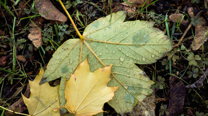 autumn leaves on the ground