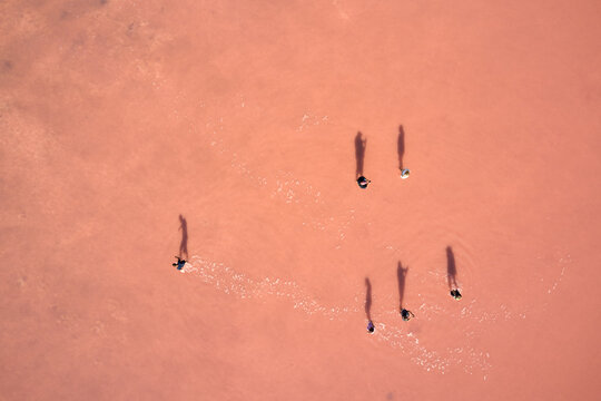 A Small Group Of People Is Walking On A Salt Lake With A Natural Pink Pigmentation. A White Trail Of Salt Stretches Behind The Pedestrians. Shooting From A Drone.