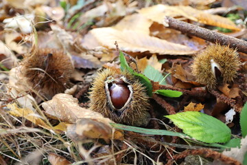 Obraz premium Walk in the woods and chestnut picking