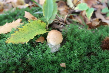 Mushroom in the wood