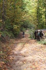 Walk in the woods and chestnut picking