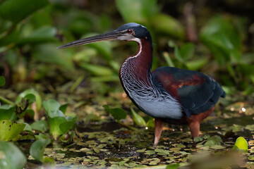 The agami heron (Agamia agami)