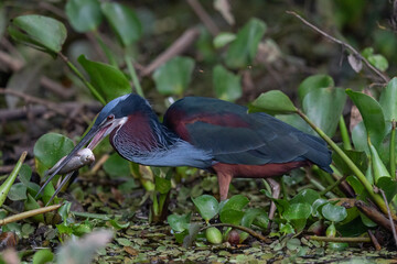 The agami heron (Agamia agami)