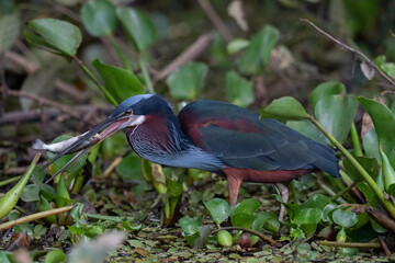 The agami heron (Agamia agami)