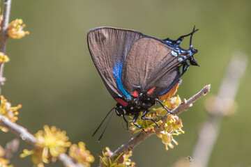 Great Purple Hairstreak, Atlides halesus, on Elbowbush