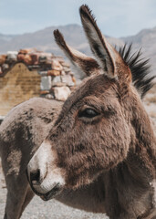 Naklejka na ściany i meble Closeup portrait of a cute Burro/Donkey/Ass/Mule roaming free on the desert sands with the Ballarat Ghost Town sign in the background in Death Valley National Park, California, USA.