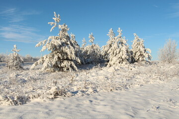 Winter landscape. Snow-covered pine trees in the forest.