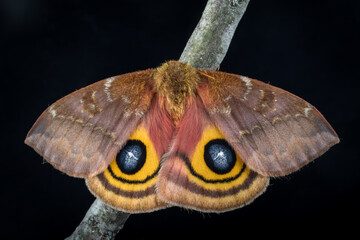 Io Moth, female, Automeris Io