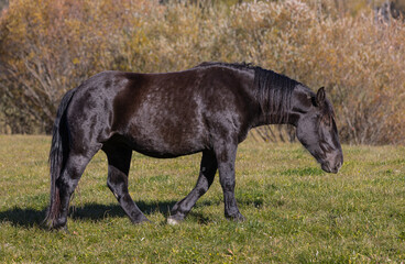 Schwarzes Pferd auf Futtersuche.