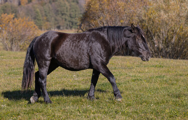 Schwarzes Pferd beim gehen