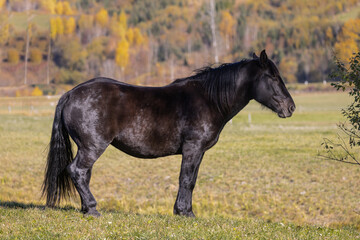 Schwarzes Pferd steht.