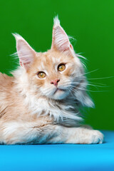 Fototapeta na wymiar Beautiful longhair cat breed Maine Coon Cat. Portrait of curiosity red tabby American Forest Cat. Affectionate domestic animal lying on green and light blue background. Studio shot.
