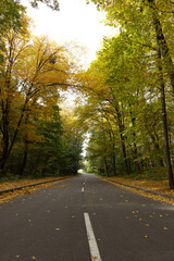 Empty forest road, littered with autumn leaves.
