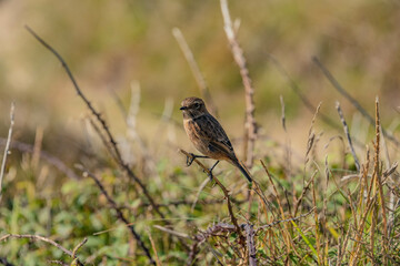 Pequeño pájaro descansando