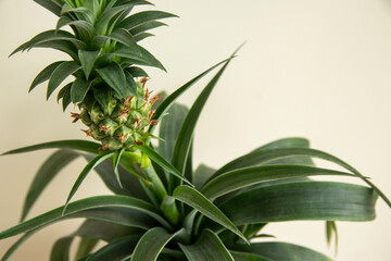 Pineapple plant (Ananas comosus) grows in the pot. Closeup