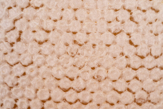 Honeycomb close-up. Honeycomb with honey