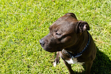 Cane Corso Perspective Portrait 