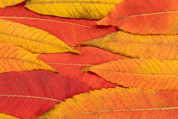Autumn creative composition with colorful leaves. Fall leaves