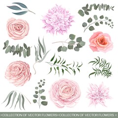 Vector flower set. Pink roses, dahlia, ranunculus, eucalyptus, leaves and plants. All plants isolated on white background