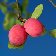 Plum tree branches with ripe fruits against blue sky background