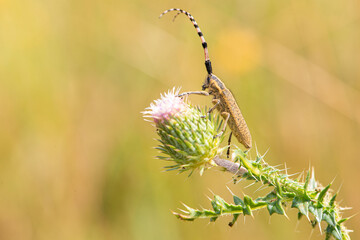 Agapanthia dahli beetle