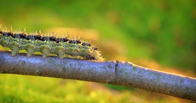 Small tortoiseshell (Aglais urticae) caterpillar. The urticaria caterpillar crawls in the rays of the setting sun.