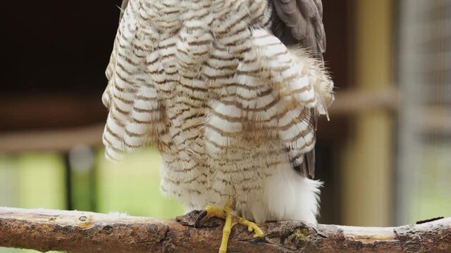The hawk fluffed, frozen on a rainy autumn day.